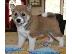 PoulaTo: Akc Shiba Inu κουτάβια για την υιοθεσία