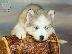 PoulaTo: Siberian Husky