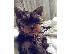 PoulaTo: Yorkshire Terrier Puppy προς πώληση!