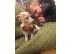PoulaTo: Jackrussel Pup