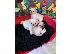 PoulaTo: pug puppies