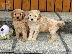 PoulaTo: Cavapoo Red