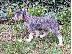PoulaTo: Standard Schnauzer προς πώληση