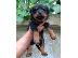 PoulaTo: ROTTWEILER