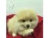PoulaTo: Δύο ωραία T-Cup Pomeranian Puppies