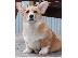 PoulaTo: Pembroke Welsh Corgi