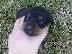 PoulaTo: Rottweiler καθαροαιμα 6979314054 -ΚΡΗΤΗ