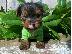 PoulaTo: Yorkshire terrier