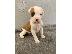 PoulaTo: Boxer Puppies Ready Now