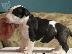 PoulaTo: κουτάβια Bull Terrier