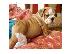 PoulaTo: 2 ΓΕΩΡΓΙΟΣ ENGLISH BULLDOG
