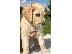 PoulaTo: Πανέμορφα κουτάβια Goldendoodles