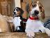PoulaTo: Πανέμορφα κουτάβια Beagle.