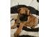 PoulaTo: Φιλικά Mastiff κουτάβια
