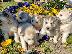 PoulaTo: Siberian Husky Puppies Blue eyes Ready for sale