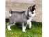 PoulaTo: Husky καθαροαιμα κουταβια ΘΕΣΣΑΛΟΝΙΚΗ 2311 288 660