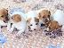 PoulaTo: jack russell