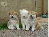 PoulaTo: akita inu