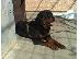 PoulaTo: Rottweiler καθαροαιμα 6979314054 ΑΘΗΝΑ-ΘΕΣΣΑΛΟΝΙΚΗ -ΚΡΗΤΗ