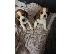 PoulaTo: Gorgeous Kc εγγεγραμμένα Beagle Pups