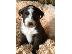 PoulaTo: Aussiedoodle Puppies
