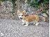 PoulaTo: Pembroke Welsh Corgi κουτάβια