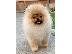 PoulaTo: Poodle και Pomeranian Spitz κουτάβια