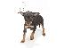PoulaTo: Pinscher Toy (το μικροτερο σκυλι που υπαρχει).