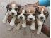PoulaTo: beagle