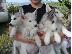 PoulaTo: Siberian Husky