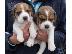 PoulaTo: Διαθέσιμα όμορφα κουτάβια Beagle