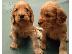 PoulaTo: Cocker spaniel καθαρόαιμα