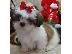 PoulaTo: Awesome Shih Tzu Puppy Available