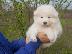 PoulaTo: Samoyed κουτάβια