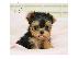PoulaTo: YORKSHIRE MINI PUPPIES