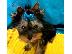 PoulaTo: Këlyshë Terrier Yorkshire për Shitje