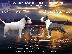 PoulaTo: Bull Terrier κουτάβια