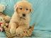 PoulaTo: X μάζα τεριέ Golden Retriever