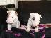 PoulaTo: Πωλούνται κουτάβια Mini Bull Terrier