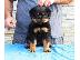 PoulaTo: Plehra të përziera të shëndetshme të Rottweilers
