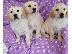 PoulaTo: Πωλείται κουτάβι Golden Retriever