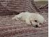 PoulaTo: Maltese Mini