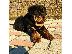 PoulaTo: Adorable Rottweiler Puppy For Sale