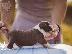 PoulaTo: Μπλε κουτάβια American Staffordshire Terrier