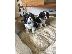 PoulaTo: Βασιλιάς Charles Cavalier Pups