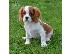 PoulaTo: Πωλούνται κουτάβια super cavalier king charles.