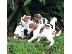 PoulaTo: Kc Jack Russel κουτάβια διαθέσιμα