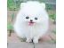 PoulaTo: Cute Pomeranian Puppies για υιοθεσία