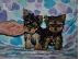 PoulaTo: Male and Female Yorkshire Terrier Puppies for Adoption
