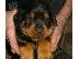 PoulaTo: Rottweiler καθαροαιμα κουταβια ΘΕΣΣΑΛΟΝΙΚΗ 2311 288 660